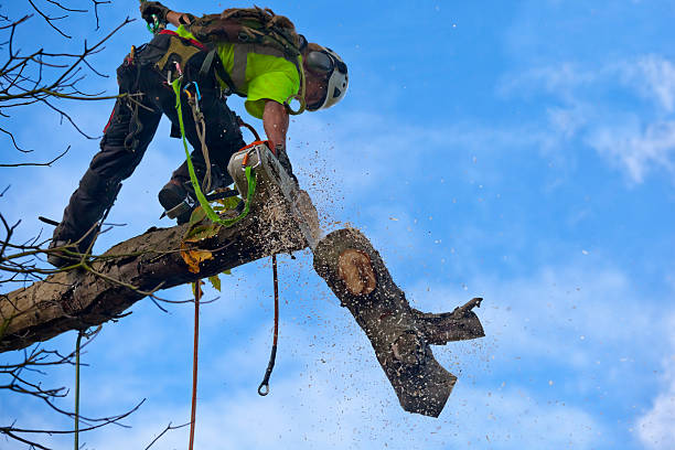 How Our Tree Care Process Works  in  Stratford, OK